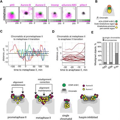 Aurora B and Aurora C pools at two chromosomal regions collaboratively maintain chromosome alignment and prevent aneuploidy at the second meiotic division in mammalian oocytes